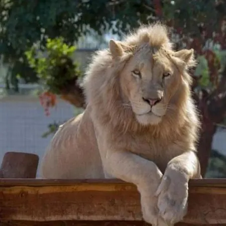 Ascos Coral Hotel 4*