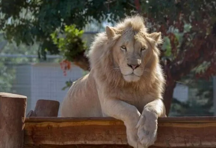 Ascos Coral Hotel 4*